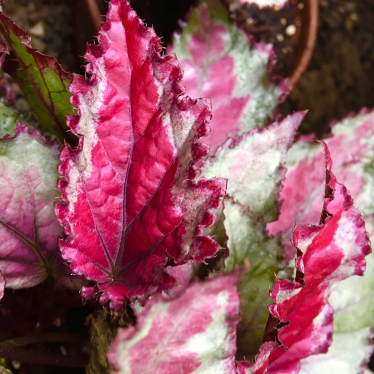 Plant image Begonia (Rex Cultorum Group) 'Spitfire' syn. Begonia rex 'Spitfire'