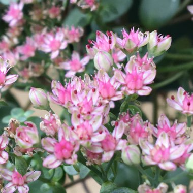 Sedum Rock And Round Superstar 