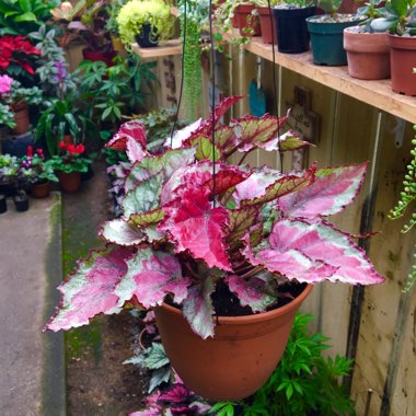 Begonia (Rex Cultorum Group) 'Spitfire' syn. Begonia rex 'Spitfire'