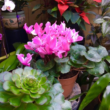 Cyclamen 'Fleur en Vogue Pink' (Fleur en Vogue Series)