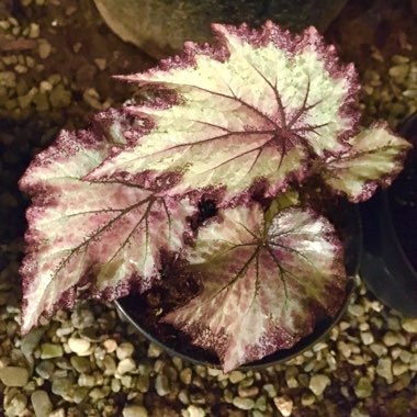 Begonia 'Celia'