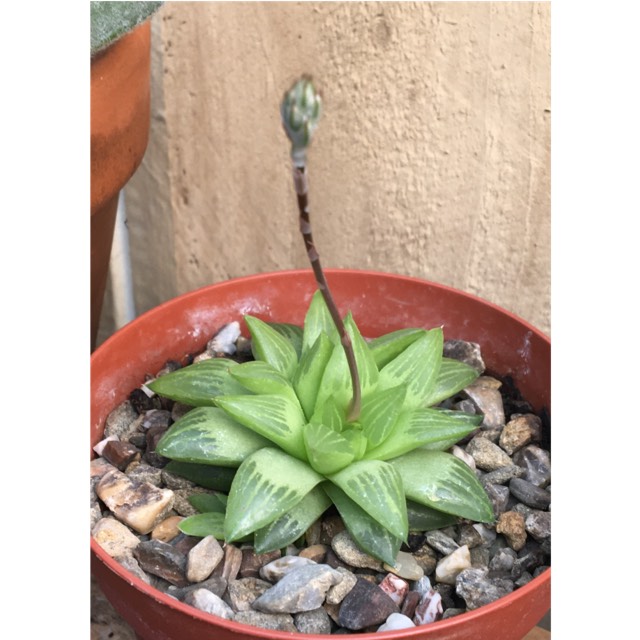 Plant image Haworthia retusa