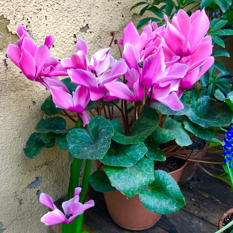 Plant image Cyclamen 'Fleur en Vogue Pink' (Fleur en Vogue Series)