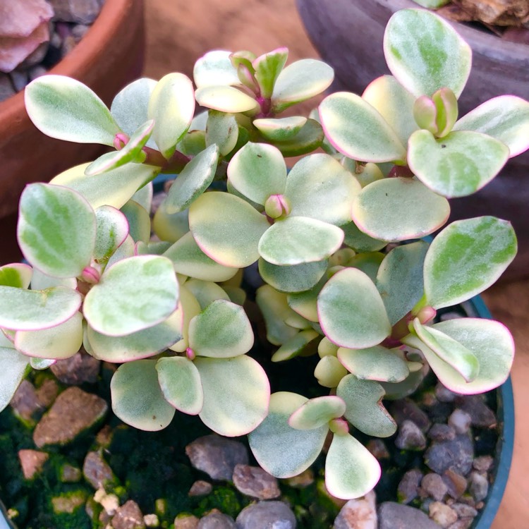 Plant image Portulacaria Afra Variegata