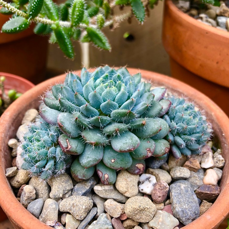 Plant image Echeveria Setosa var. Deminuta