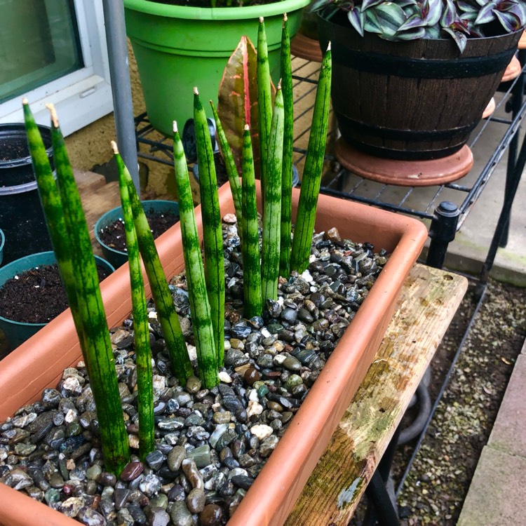 Plant image Sansevieria cylindrica