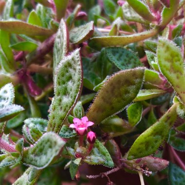 Crassula exilis subsp. cooperi