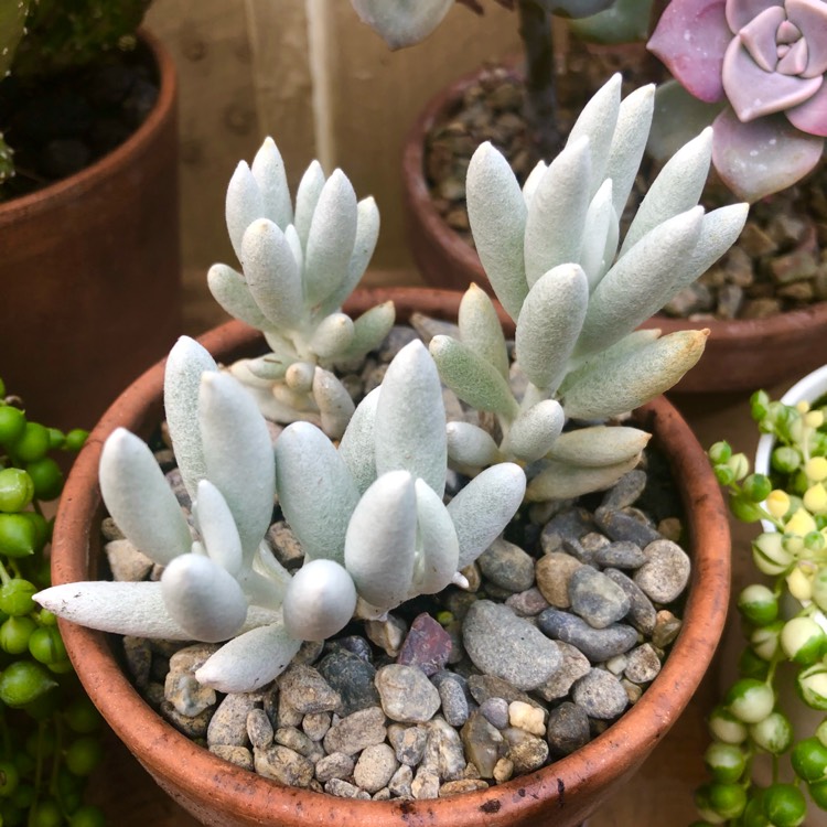 plant image 1450917