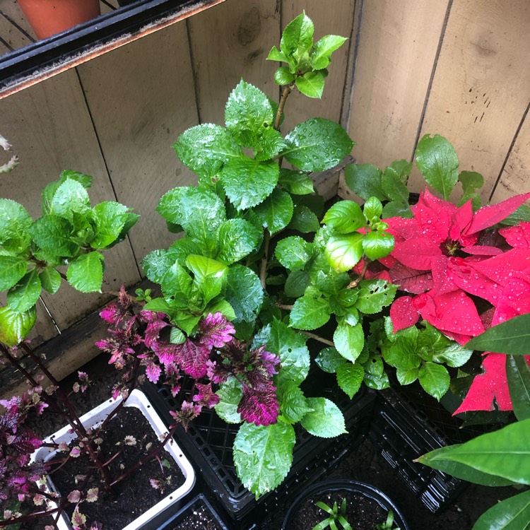 Plant image Hydrangea Macrophylla 'Monmar'