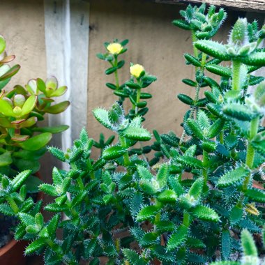 Delosperma echinatum syn. Delosperma pruinosum