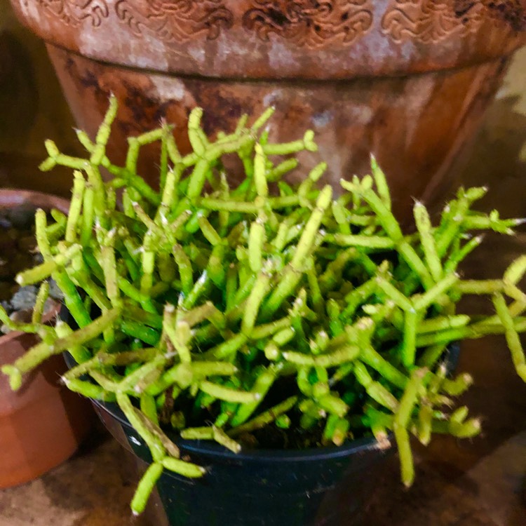 Plant image Rhipsalis neves-armondii syn. Lepismium megalanthum ; Lepismium neves-armondii ; Rhipsalis megalantha