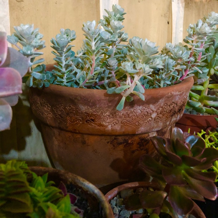 Plant image Sedum 'Cape Blanco'