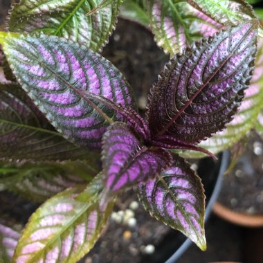 Strobilanthes dyeriana 'Persian Shield'