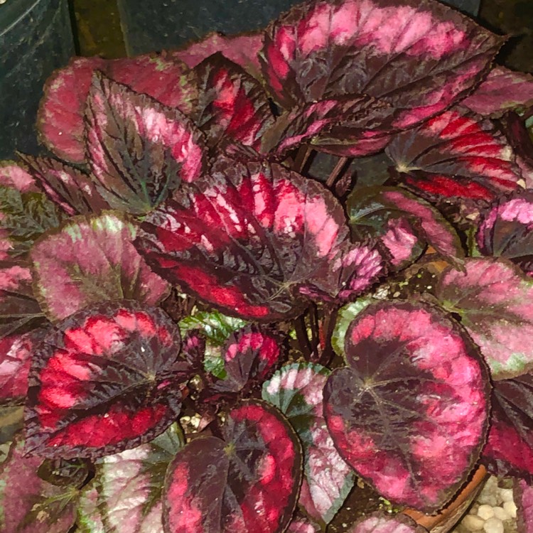 Plant image Begonia (Rex Cultorum Group) 'Red Kiss' syn. Begonia rex 'Red Kiss'