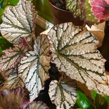 Begonia (Rex Cultorum Group) 'Fairy' syn. Begonia rex 'Fairy'