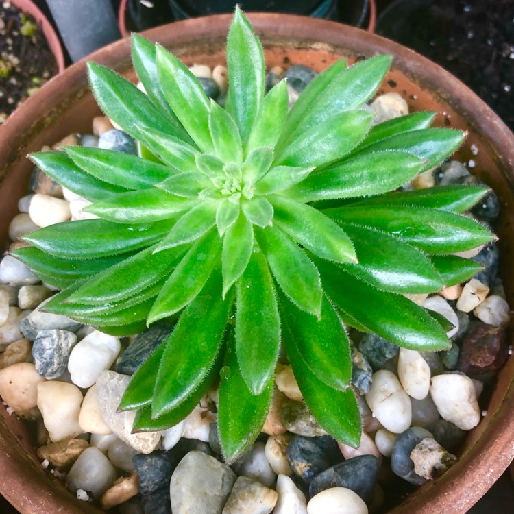 Plant image Echeveria Spruce Oliver