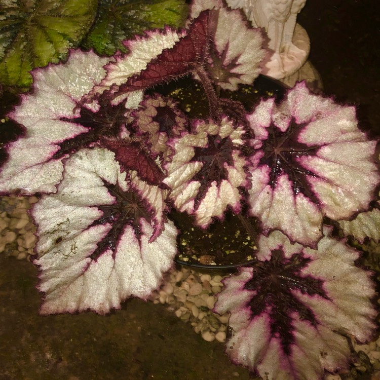 Plant image Begonia (Rhizomatous)