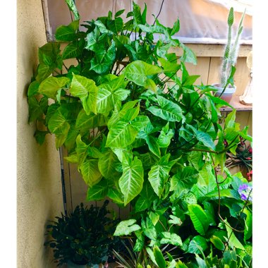 Syngonium podophyllum 'White Butterfly'