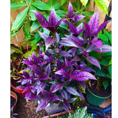 Strobilanthes dyeriana 'Persian Shield'