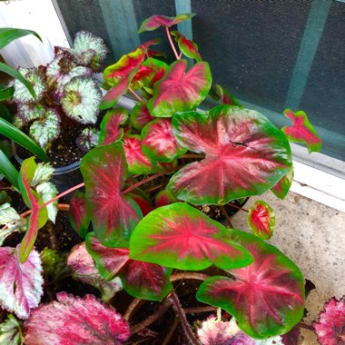 Caladium 'Red Flash'