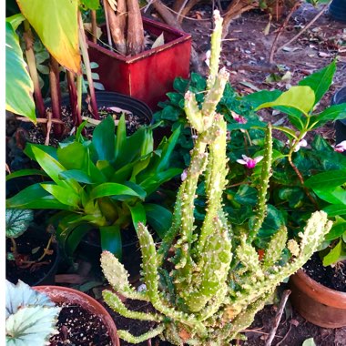 Opuntia monacantha f. monstruosa variegata