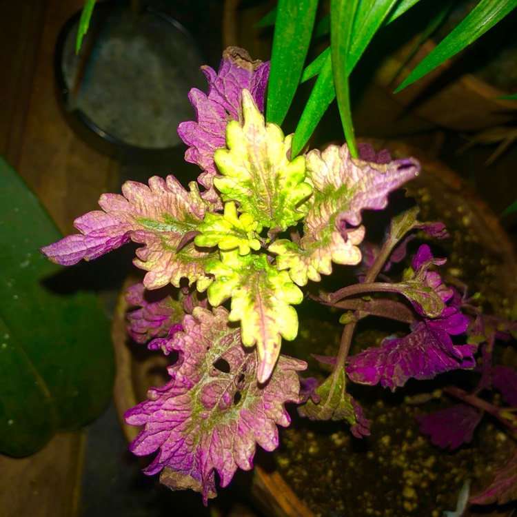 plant image 1555451