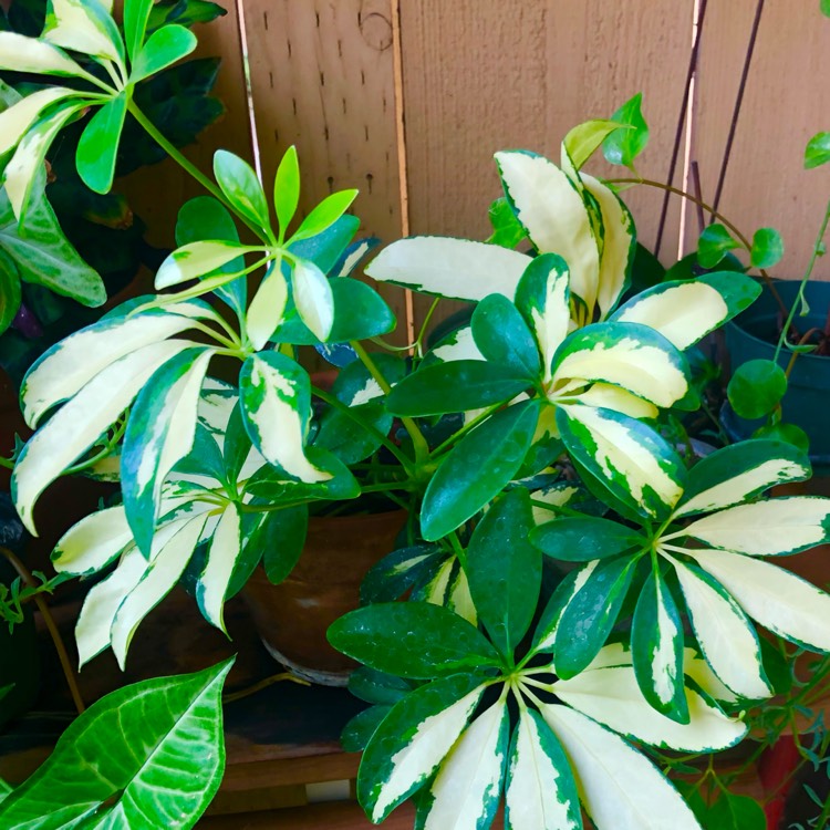 Plant image Schefflera aboricola (variegata)