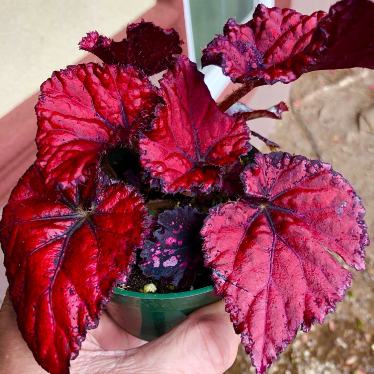 Plant image Begonia (Rex Cultorum Group) 'Inca Flame' syn. Begonia rex 'Inca Flame'