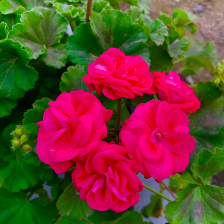 Plant image Pelargonium 'Peqz0002' (Calliope Series) syn. Pelargonium 'Calliope Lavender Rose'