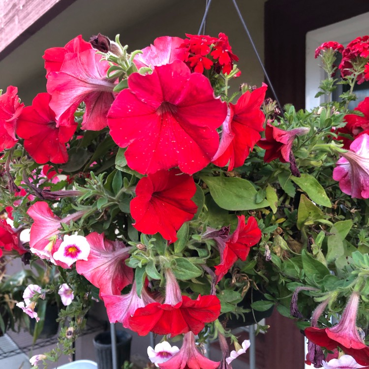 Plant image Petunia Surfinia 'Red'