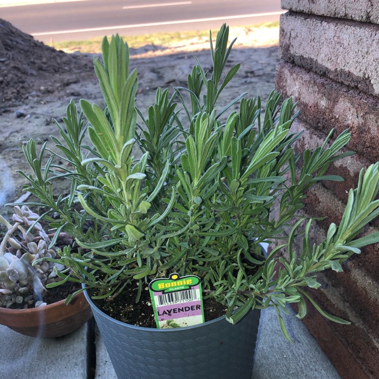 Plant image Lavandula pinnata