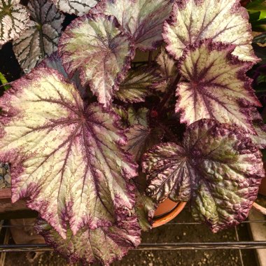 Begonia 'Celia'