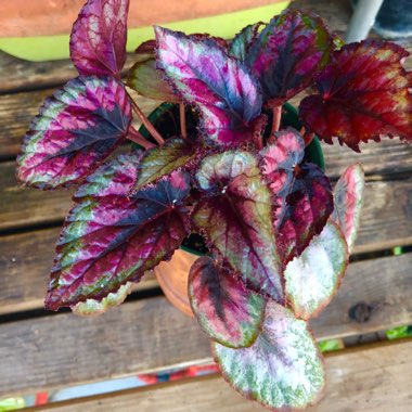 Begonia (Rex Cultorum Group) 'Spitfire' syn. Begonia rex 'Spitfire'