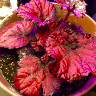 Begonia (Rex Cultorum Group) 'Inca Flame' syn. Begonia rex 'Inca Flame'