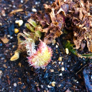 Begonia (Rex Cultorum Group)  syn. Begonia rex