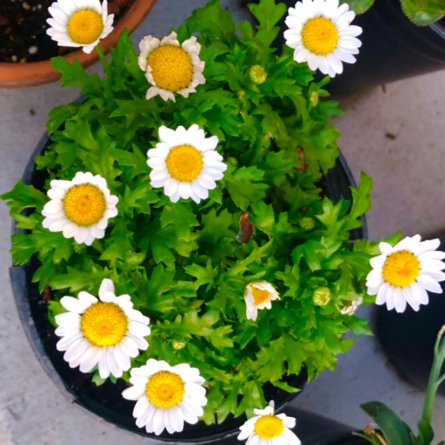 Plant image Chrysanthemum Paludosum 'Chalet'