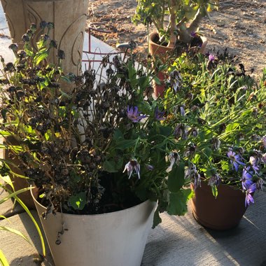 Pericallis x hybrida 'Sunseneribuba' (Senetti Series) syn. Pericallis 'Senetti Blue Bicolor'