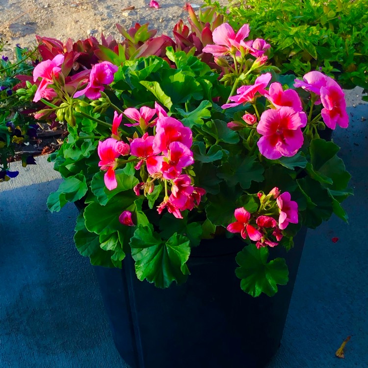 Plant image Pelargonium 'Peqz0007' (Calliope Medium Series) syn. Pelargonium 'Calliope Rose Splash'