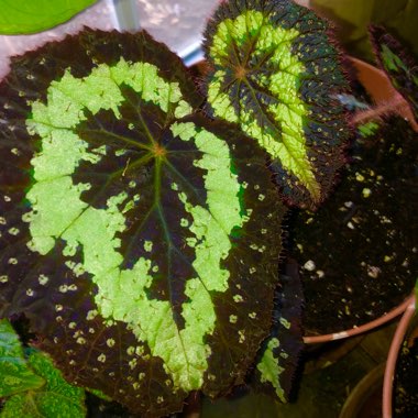 Begonia 'Randy”