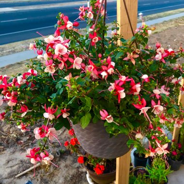 Fuchsia fuchsita 'Red Lavender'