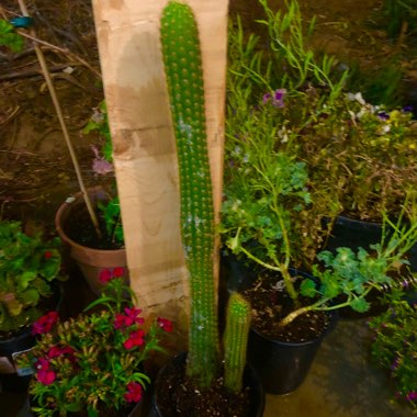 Mammillaria elongata 'Copper King'