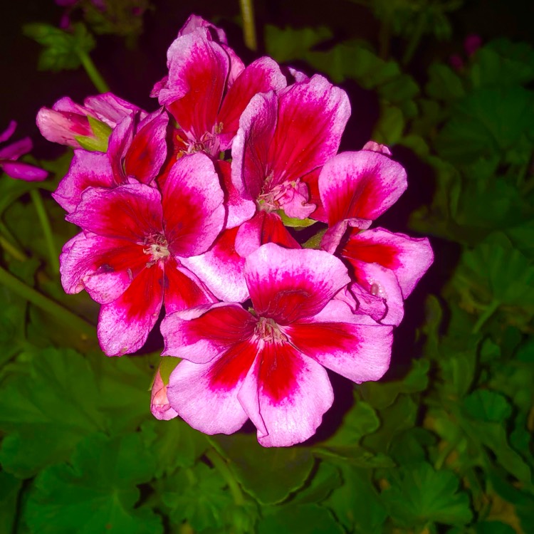 Plant image Pelargonium 'Peqz0007' (Calliope Medium Series) syn. Pelargonium 'Calliope Rose Splash'