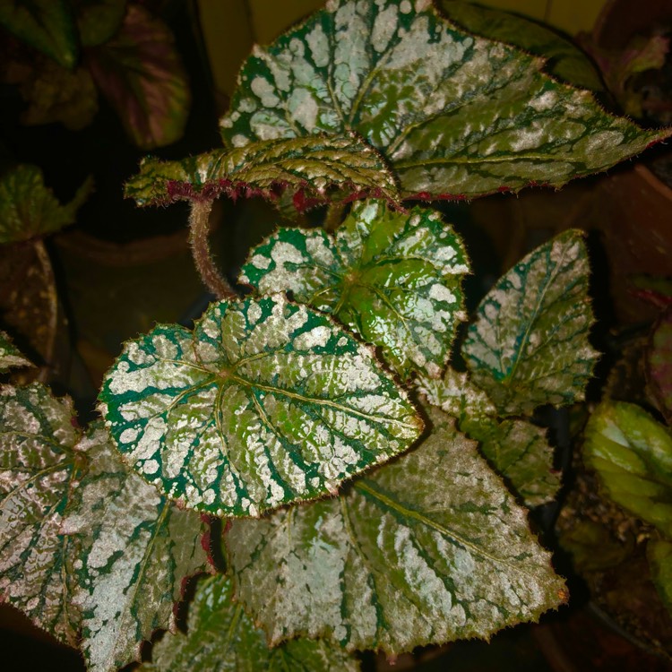 plant image 1594031