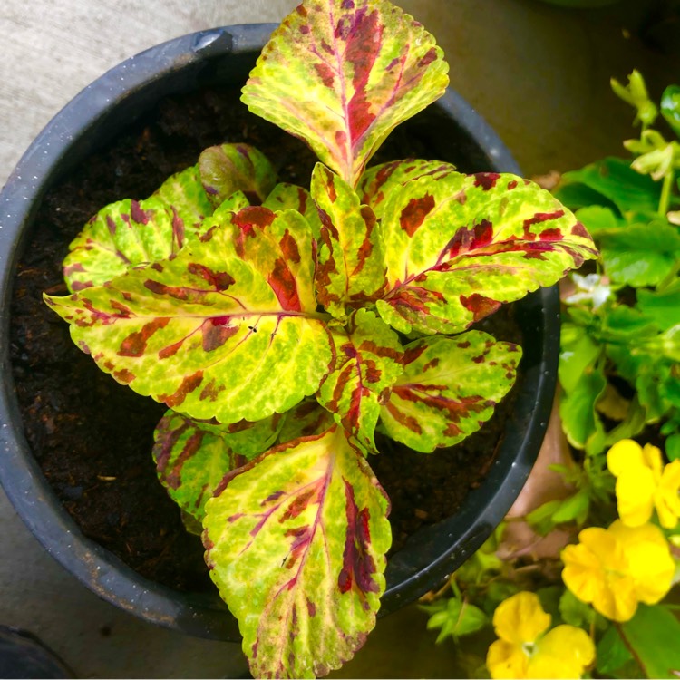 Plant image Plectranthus scutellarioides 'Combat'