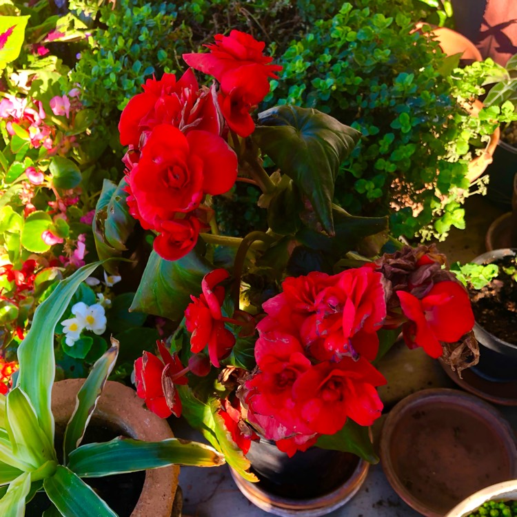 Plant image Begonia elatior 'Koppe Barkos'