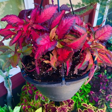 Amaranthus