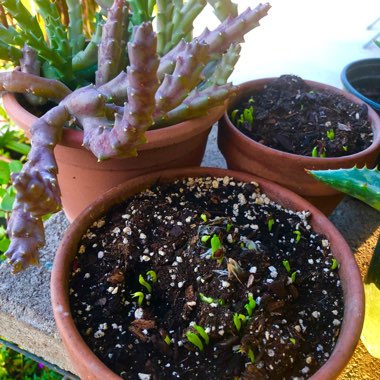 Orbea variegata