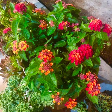 Lantana camara 'Radiation'