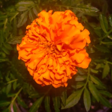 Tagetes erecta