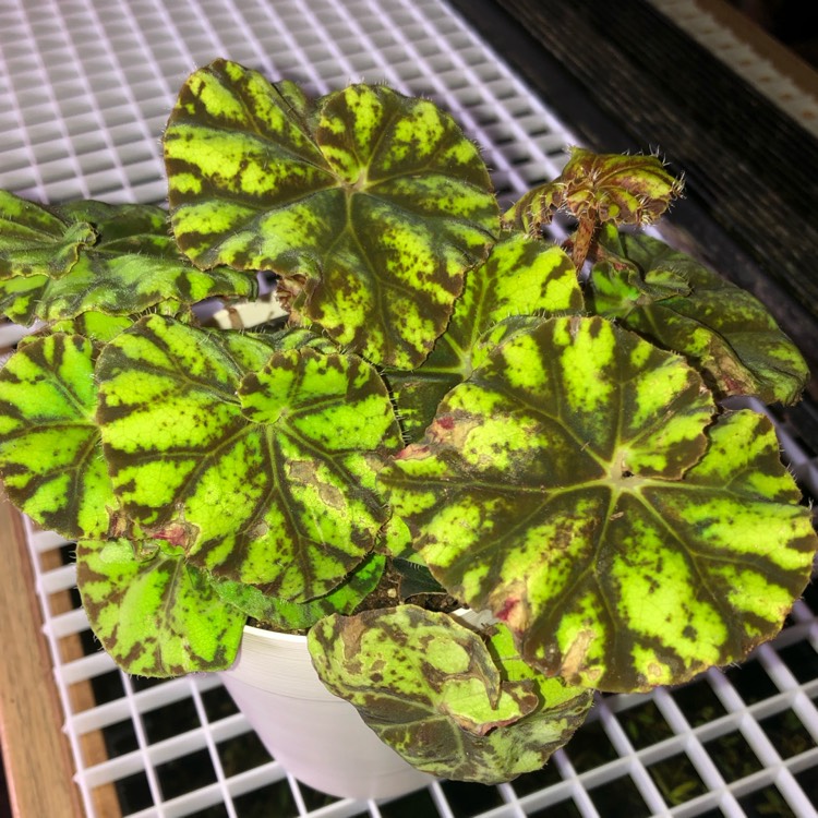 Plant image Begonia 'Tiger Paws'